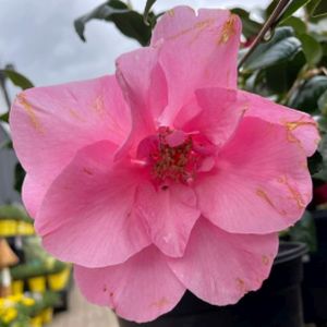 Camellia x williamsii 'Wynne Rayner' 3L